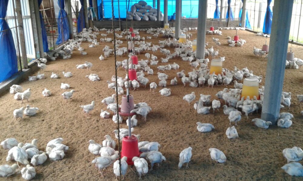 Broiler chickens inside a poultry farm shed in Nigeria