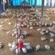 Broiler chickens inside a poultry farm shed in Nigeria